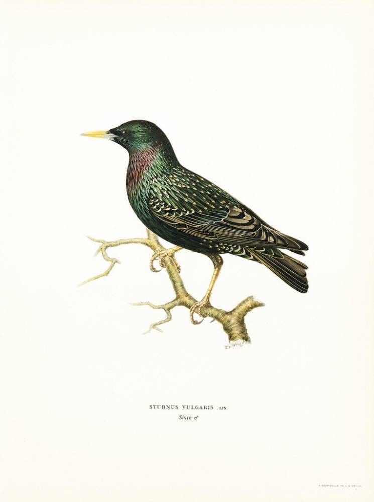 European Starling (Sturnus vulgaris) illustrated by the von Wright brothers. Digitally enhanced from our own 1929 folio version of Svenska Fåglar Efter Naturen Och Pa Sten Ritade. by Free Public Domain Illustrations by rawpixel is licensed under CC BY 2.0